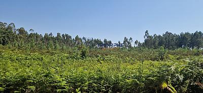 Rustic land Pombal